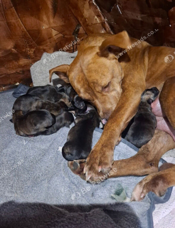 Belgian Malinois puppy