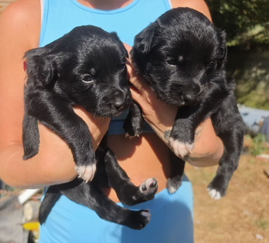 Collie puppy's