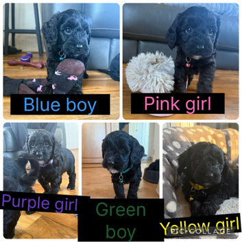 Beautiful cockapoo puppies for sale