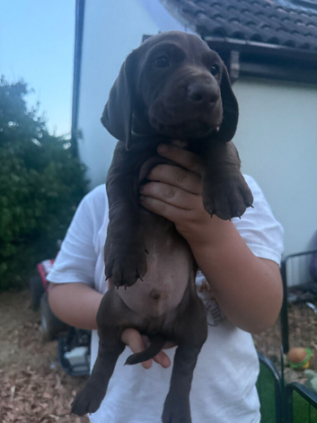 German pointer cross dachshund