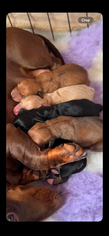 KC REG MINI DACHUNDS
