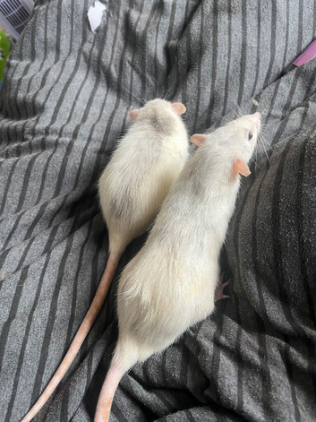 female dumbo rats for sale