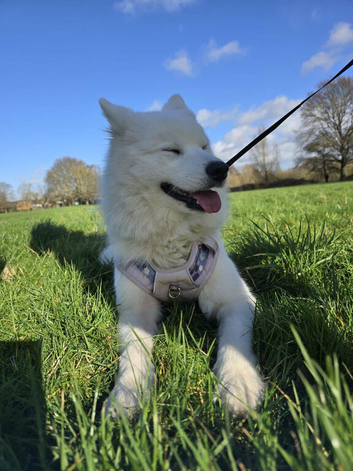 Rehome sweet Samoyed girl