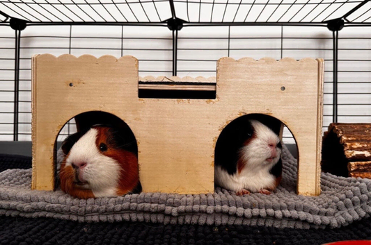 2 Male Guinea Pigs