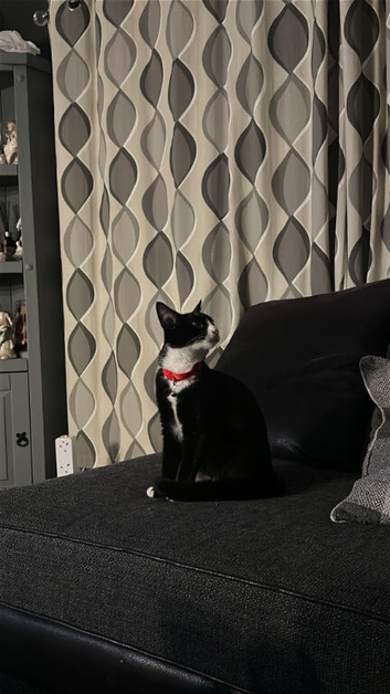 7 month old female cat