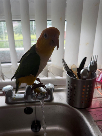 Male yellow thigh caique