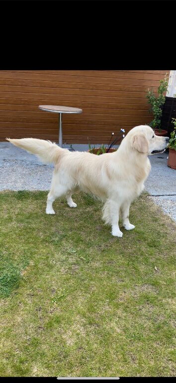 Golden retriever puppies