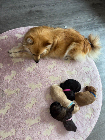Spitzpoo puppies
