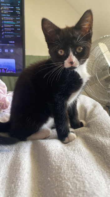 Beautiful Girl kitten