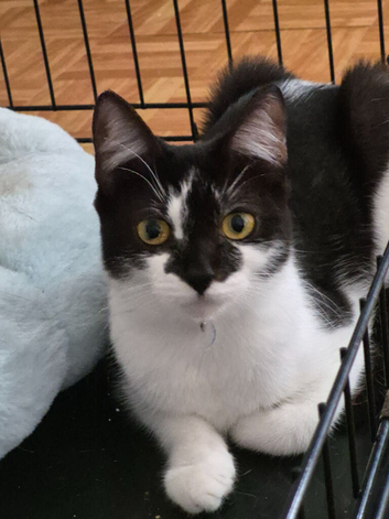 Beautiful Friendly Girl Looking For Loving Home