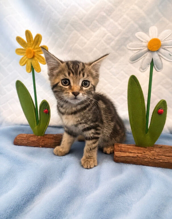 Beautiful Kittens