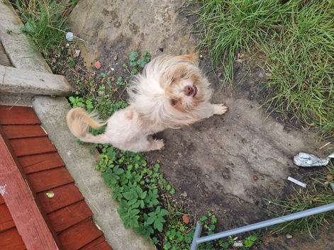 Lovely girl pup