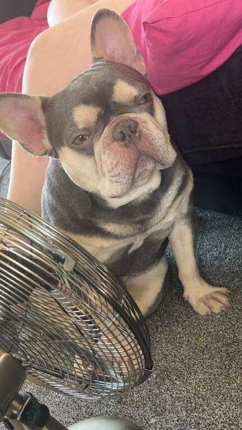 3 year old French bulldog