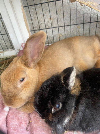Bonded male rabbits