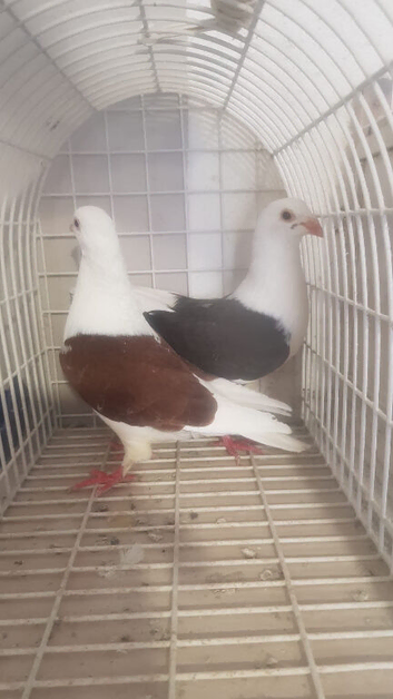 100% pure shadel male and female