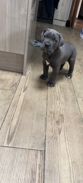 Blue Cane Corsos