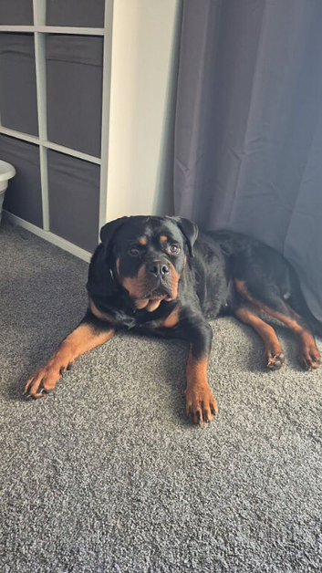 Freya the rottweiler