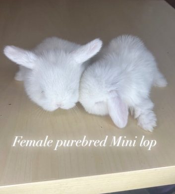 Friendly Female Purebred Mini lop