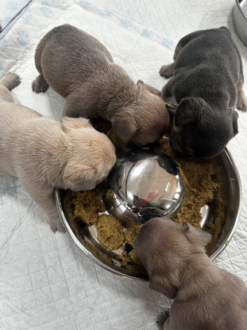 4 adorable pups waiting for their forever homes