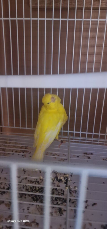 Male canary