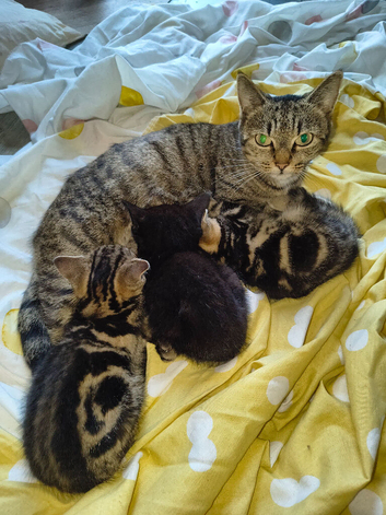 3 Beautiful kittens