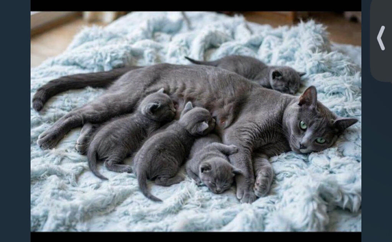 Pure Russian Blue kitten