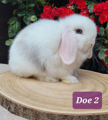 Mini lops available