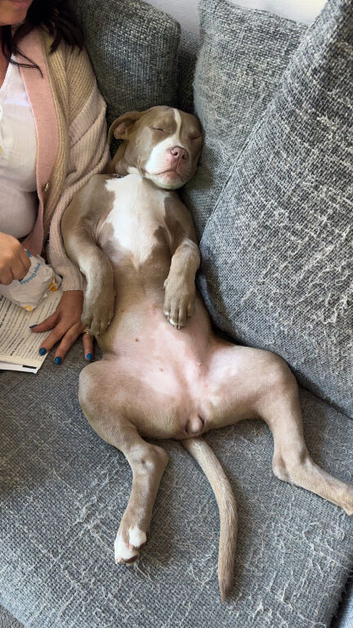 American bully puppy