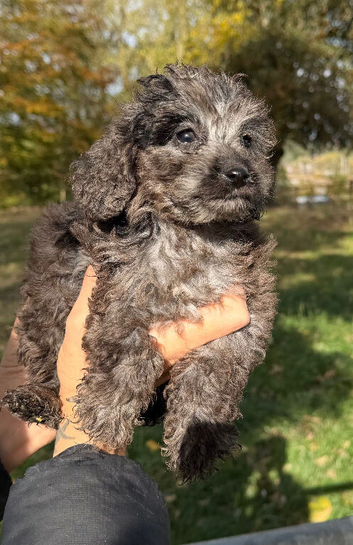Cockapoo puppies ready to go