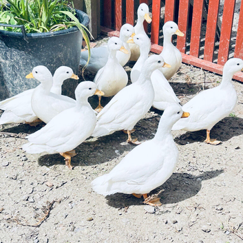 WHITE MALLARD CALL DUCKS, AND PURE BREED MALLARD VARIOUS AGES READY TO GO