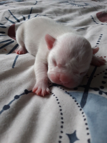 Pups for sale