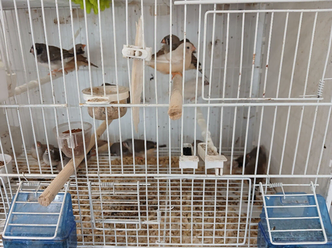 20 zebra finch  as job lot