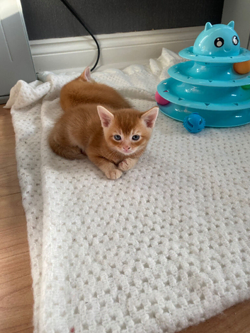 5 beautiful kittens for sale