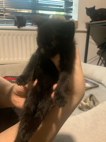 Kittens for sale