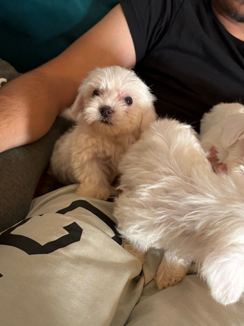 Maltese puppy boys only