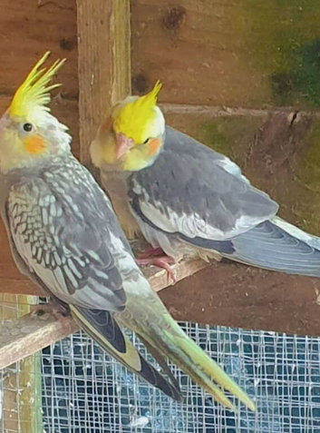 *3 sold*8 weeks old baby cockateils