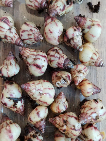 Limicolaria agathina baby snails x 3