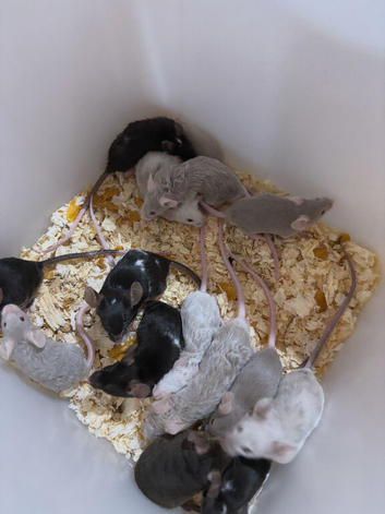 Male available mice