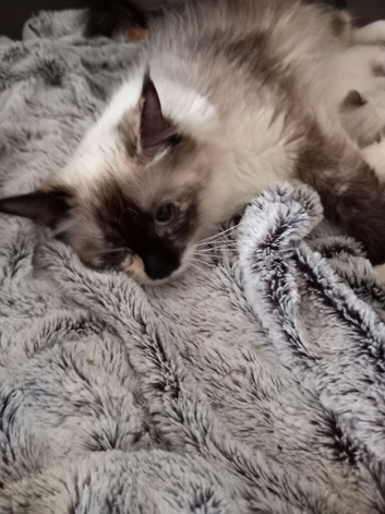 Beautiful Female Ragdoll looking for a forever home