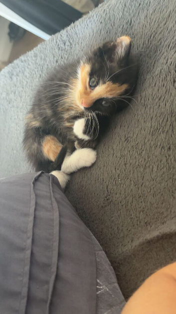 Calico kitten