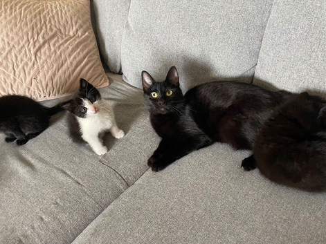 Kittens ready to go now