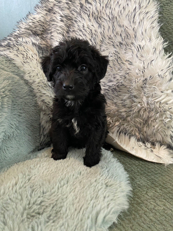 Whippet poodle