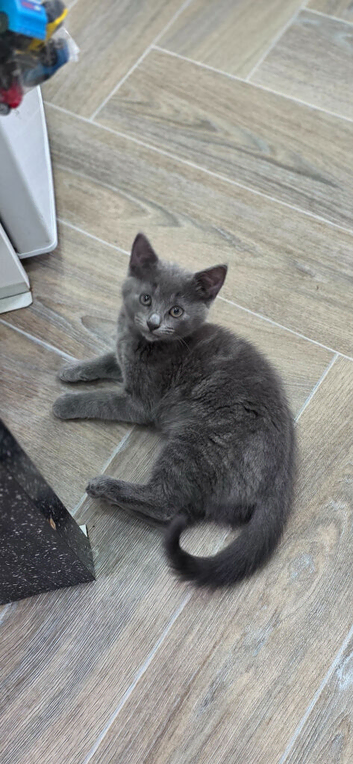 2 beautiful kittens