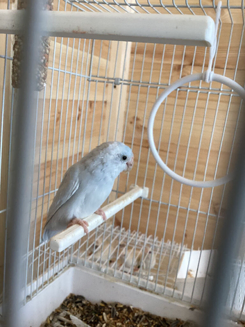 Parrotlet hen for sale
