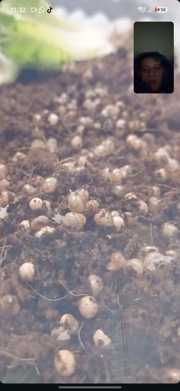 African land snail babies free