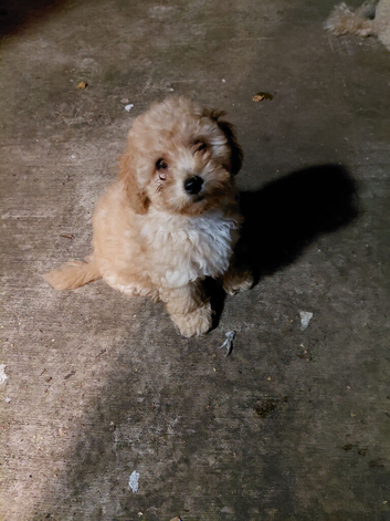 Poochoon pup