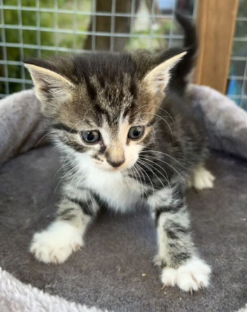 Kitten looking for her forever home