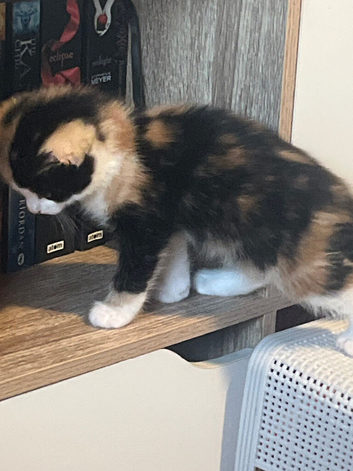 A calico girl,ginger boy,black girl for sale