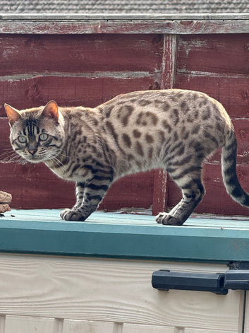 Beautiful bengal kittens