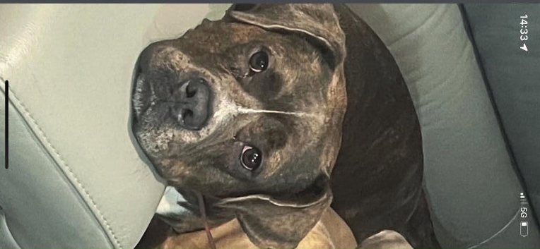 Presa Canario